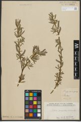 Foto von Salix purpurea L. x Salix viminalis L.